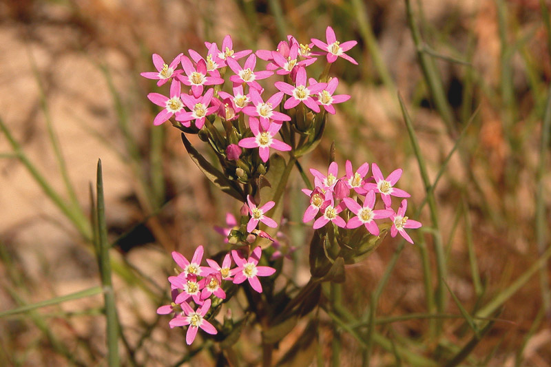Centaurium erythraea sl.